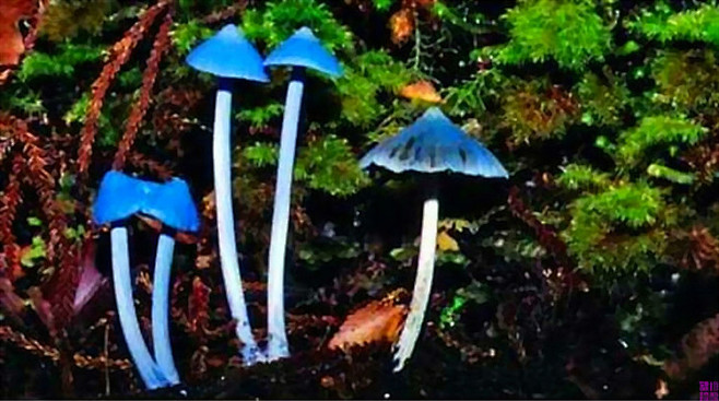 天蓝色蘑菇  学名：Entoloma h...