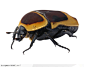 昆虫世界-金黄的甲虫、金龟子