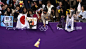 Spectators throw flowers and Winnie the Pooh toys on the ice after Japan's Yuzuru Hanyu performance during the men's free skating event at the 2018...