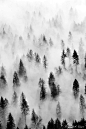 Hidden in Fog by Long Bach