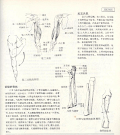 Ni懂否采集到人体结构-造型基础