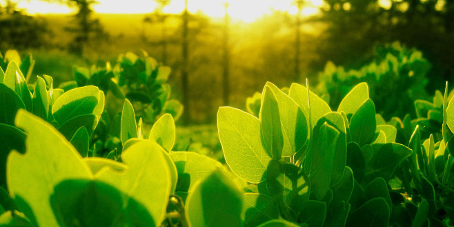 Green Twitter Cover ...