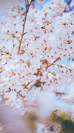 感觉有些不对采集到闲野疏影【花草】