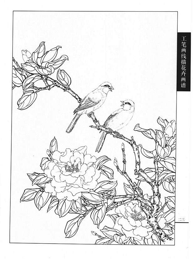 工笔画线描花卉画谱(茶花篇)