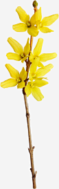 几朵黄色的迎春花高清素材 迎春花 黄色 免抠png 设计图片 免费下载