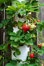vertical edible gardening by Garden Up!