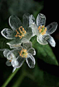 山荷叶又叫做金魁莲、旱八角，属于小蘗科植物。当它的花瓣遇水的时候，花瓣会变得透明起来。能看到花瓣上的纹路，所以被称为skeleton flower（骨架花）。山荷叶花语是亲情。
