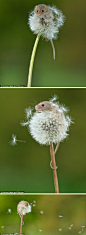 @视觉志  ：摄影师Matt BInstead拍下了这组小巢鼠（harvest mouse）爬上蒲公英玩耍的照片。说不清是风还是它吹散了蒲公英。巢鼠是欧洲最小的啮齿动物，平均身长6厘米，体重5-7克。自2001年起，它被列为濒危保护动物。
