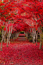Crimson Forest, Hokkaido, Japan
