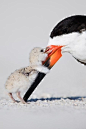 Black Skimmer by OutbackPhotoAdventures: 