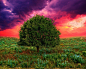 黄昏下的树3D场景渲染图片