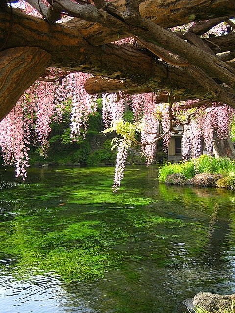 花园池塘和粉红色的花朵 