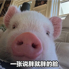陶豆采集到猪猪