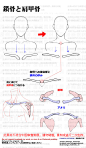 #漫画素材工房 個人メモ：鎖骨と肩甲骨 - 漫画素材工房的插画