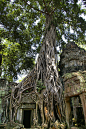 [塔布茏寺] 柬埔寨 宏伟的庙宇和神秘的塔布茏寺