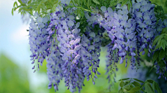 ~摘星许愿~采集到花卉摄影——紫藤
