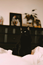 Kitten, black cat, cat and grainy HD photo by Rikki Austin (@coldoctober) on Unsplash : Download this photo by Rikki Austin (@coldoctober)