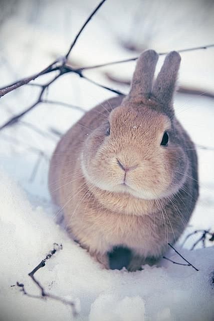 Winter Rabbit | Anim...