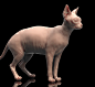 Sphynx Cat, A_ models