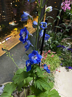 蝉知雪（简若明）采集到花鸟鱼虫-花