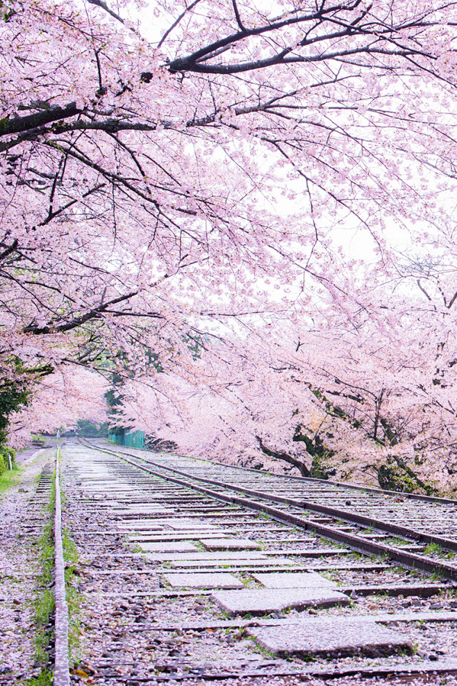 banshy:

Sakura Line...