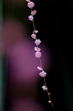 萧蘅采集到花の物语