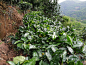 清心山（宁洱）糖印山花香普洱茶基地 掠影