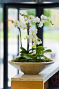 Orchids in large ceramic deskbowl on office reception Bath, Avon