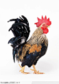 动物表情-行走的黑色公鸡