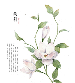 游响停云采集到花