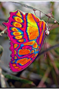 LOOK a tie-dyed Butterfly!  Awesome! From: (Eastwestfalian Fire Clipper Butterfly http://i1.treknature.com): 