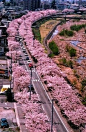 Sakura, Yamanashi Japan