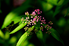 夜梦城采集到花界