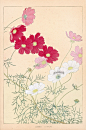 Cosmos from Chigusa Soun Flowers of Japan Woodblock Prints 1900