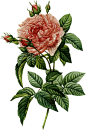 婚礼请柬复古手绘草本植物插画花卉花束 PNG免抠设计素材  (5)