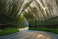 齐尚景观-庭院/文旅采集到绿化-植物隧道/夹道景观/夹道绿化/植物配置/植物设计