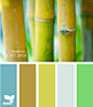 bamboo brights