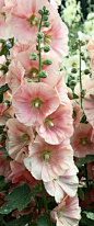 Pale peach hollyhocks | More pastel inspiration here: <a class="text-meta meta-link" rel="nofollow" href="http://mylusciouslife.com/prettiness-luscious-pastel-colours/" title="http://mylusciouslife.com/prettiness-lusc