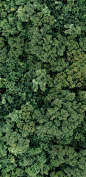 01242_仲夏时节高空俯拍森林里种类繁多的树木一片翠绿.jpg