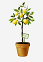 柠檬树高清素材 手绘 柠檬树 水果 水果树 元素 免抠png 设计图片 免费下载 页面网页 平面电商 创意素材