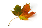 General 1280x853 maple leaves leaves fall colorful red green yellow white