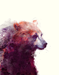 Gorgeous Animal Illustrations by Amy Hamilton,Gorgeous Animal Illustrations by Amy Hamilton