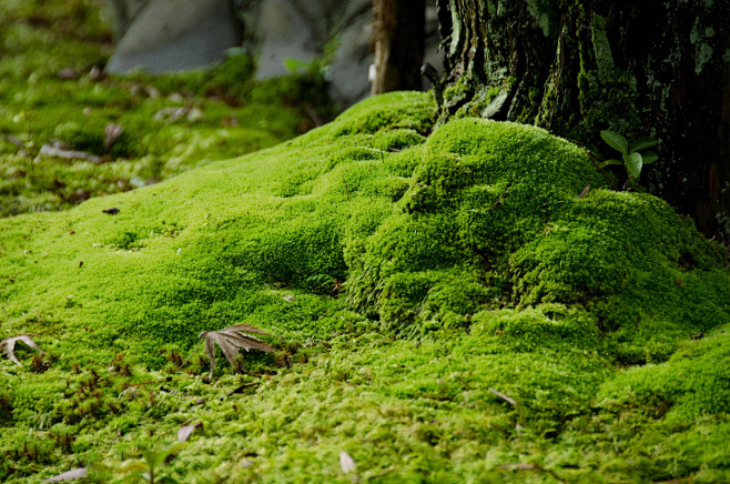 Moss and stones by A...