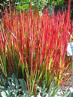 Japanese Blood Grass...