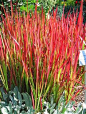 Japanese Blood Grass - How beautiful this would be in a grouping or in a container