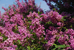 流年色玥落倾城采集到百花物语——丁香花