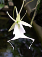 自种天然：@博物學家的夢:这个种为佛罗里达幽灵兰(Florida Ghost Orchid),Polyrrhiza 为Dendrophylax 抱树兰属的异名,该属为加勒比地区特有.//@刘夙: Polyradicion lindenii = Polyrrhiza lindenii = Dendrophylax lindenii. Polyradicion属，陈心启先生拟为“多根兰属”。此种不妨叫“白蛙多根兰”。
