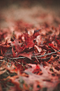 What little is left of fall, can be found right here.

by Forrest Lane