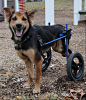 双腿瘫痪的流浪狗遇到了它世界里最温暖的姑娘 - 姑娘给它设立了一个捐款页面。。
在大家的帮助下。

给它筹够了足够的捐款，装上了它的专用轮椅。
现在，它又可以开心的跑来跑去了。。