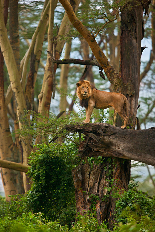 African Lion by catm...